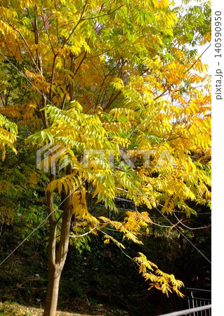 【神奈川県】ムクロジが黄色に紅葉した木 【神奈川県】ムクロジが黄色に紅葉した木 140590950