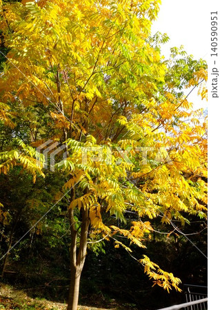 【神奈川県】黄色に紅葉した木々 【神奈川県】黄色に紅葉した木々 140590951