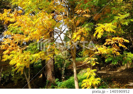 【神奈川県】黄色に紅葉した木々の散歩道 【神奈川県】黄色に紅葉した木々の散歩道 140590952