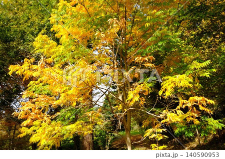 【神奈川県】黄色に紅葉した木 140590953