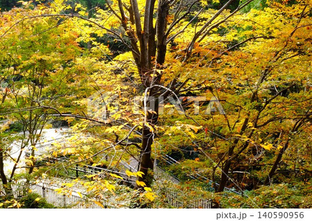 【神奈川県】紅葉した木々と散策路 【神奈川県】紅葉した木々と散策路 140590956