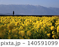 滋賀県守山市の菜の花畑 140591099