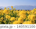 滋賀県守山市の菜の花畑 140591100