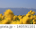 滋賀県守山市の菜の花畑 140591101