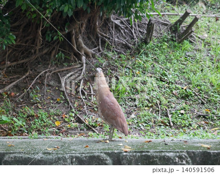 鳥綱 自然 天然 140591506