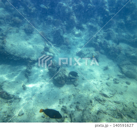 sea fish near coral reef, underwater sea fish near coral reef, underwater 140591627