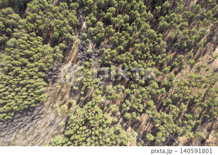 view from above of forest view from above of forest 140591801