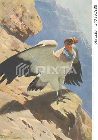 アンティークイラスト 動物図鑑 トキイロコンドル アンティークイラスト 動物図鑑 トキイロコンドル 140591888