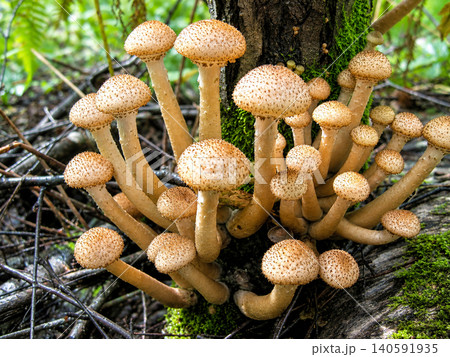 Honey Mushrooms growing on a tree trunk in the forest Honey Mushrooms growing on a tree trunk in the forest 140591935