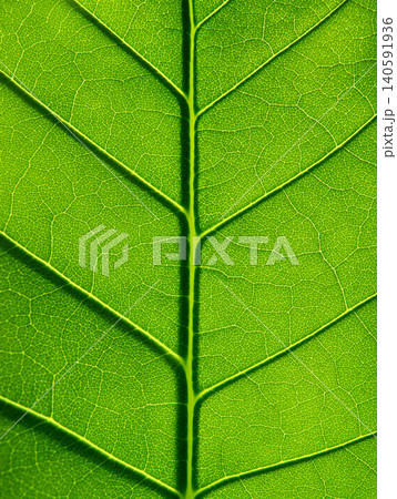 Green Leaf Macro Texture with Detailed Veins Background Green Leaf Macro Texture with Detailed Veins Background 140591936