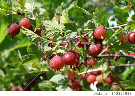 Gooseberry branch with ripe berries, close up Gooseberry branch with ripe berries, close up 140591938