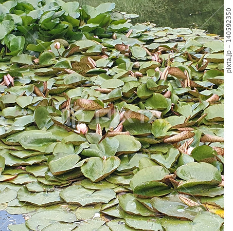 Water lilies and green lilies on the surface of a calm pond. Delicate pink buds of water lilies among dense foliage Water lilies and green lilies on the surface of a calm pond. Delicate pink buds of water lilies among dense foliage 140592350