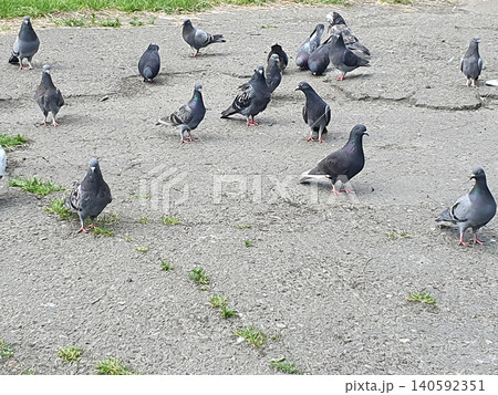 Flock of gray pigeons on old asphalt with shoots of green grass. Urban birds walking in the park on a sunny day Flock of gray pigeons on old asphalt with shoots of green grass. Urban birds walking in the park on a sunny day 140592351