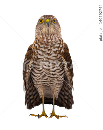 sparrowhawk (accipiter nisus) isolated on white background sparrowhawk (accipiter nisus) isolated on white background 140592744