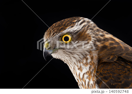 portrait sparrowhawk (accipiter nisus) on a black background portrait sparrowhawk (accipiter nisus) on a black background 140592748