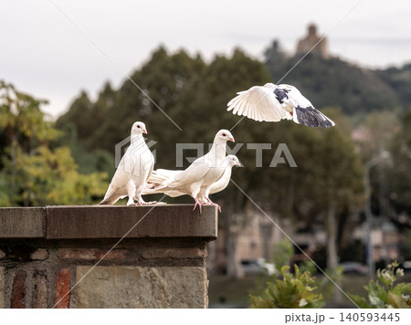 ジョージア•トビリシ、羽を広げて飛ぶ鳩たち ジョージア•トビリシ、羽を広げて飛ぶ鳩たち 140593445