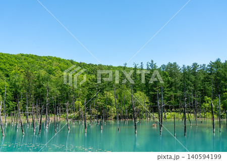 《北海道》日本の絶景 春の美瑛の青い池(令和8年6月) 《北海道》日本の絶景 春の美瑛の青い池(令和8年6月) 140594199