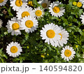 白い花 140594820
