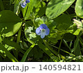青い花 140594821