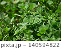 生い茂るクローバー 140594822