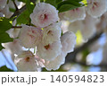 白い八重桜 140594823