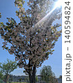 桜のある公園 140594824