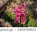 赤い花 140594825