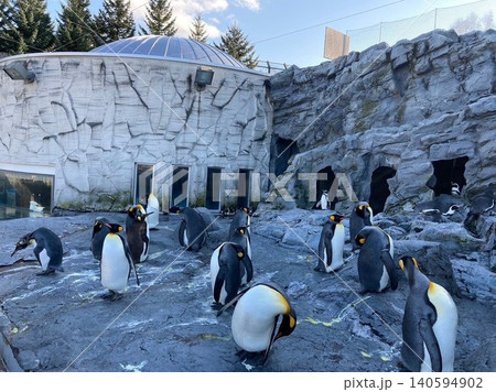 北海道　旭川市　旭山動物園のペンギンの群れ！ 140594902