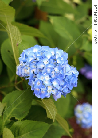 爽やかな青い紫陽花の花 140594914