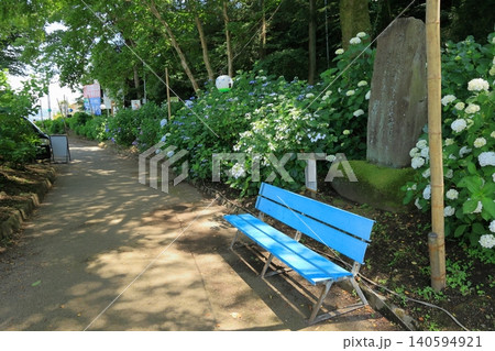 公園の細道と両脇に咲くアジサイ 公園の細道と両脇に咲くアジサイ 140594921