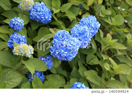 初夏を彩る青色の紫陽花 初夏を彩る青色の紫陽花 140594924