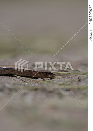 A slender reptile lies close to the ground on a rough natural surface with soft blur in the background and muted earthy tones A slender reptile lies close to the ground on a rough natural surface with soft blur in the background and muted earthy tones 140595026