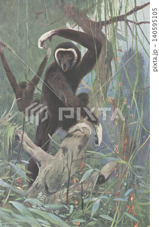 アンティークイラスト 動物図鑑 シロテテナガザル アンティークイラスト 動物図鑑 シロテテナガザル 140595105