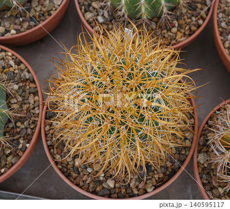 Spherical cactus Ferocactus chrysacanthus Spherical cactus Ferocactus chrysacanthus 140595117