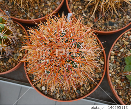 Spherical cactus Ferocactus viridescens, growing in a pot Spherical cactus Ferocactus viridescens, growing in a pot 140595118