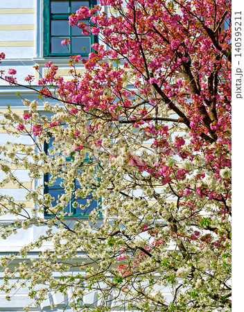 flourishing tree tops in white and pink 140595211