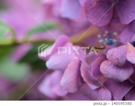 6月に美しく咲いたカラフルな紫陽花(アジサイ)&生まれたばかりの小さなカマキリ 6月に美しく咲いたカラフルな紫陽花(アジサイ)&生まれたばかりの小さなカマキリ 140595380