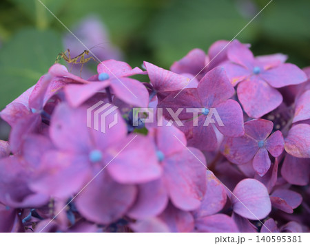 6月に美しく咲いたカラフルな紫陽花(アジサイ)&生まれたばかりの小さなカマキリ 6月に美しく咲いたカラフルな紫陽花(アジサイ)&生まれたばかりの小さなカマキリ 140595381
