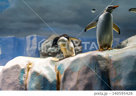 皇帝ペンギン 皇帝ペンギン 140595426
