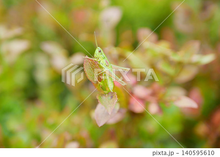 Euthystira brachyptera, small gold grasshopper the small harmless popular glittering insect bugs terrestrial critter grasshopper sitting resting colorful leaf close up photo shiny yellow green family Euthystira brachyptera, small gold grasshopper the small harmless popular glittering insect bugs terrestrial critter grasshopper sitting resting colorful leaf close up photo shiny yellow green family 140595610