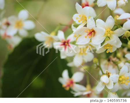 6月に美しく咲いた白いアブラギリの花 140595736