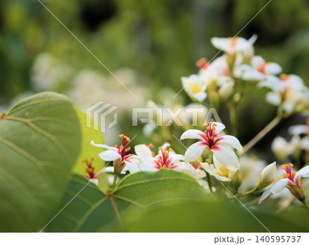 6月に美しく咲いた白いアブラギリの花 6月に美しく咲いた白いアブラギリの花 140595737
