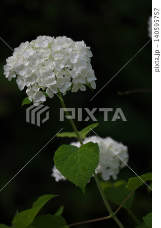 雨上がりの一輪の白い紫陽花 140595757
