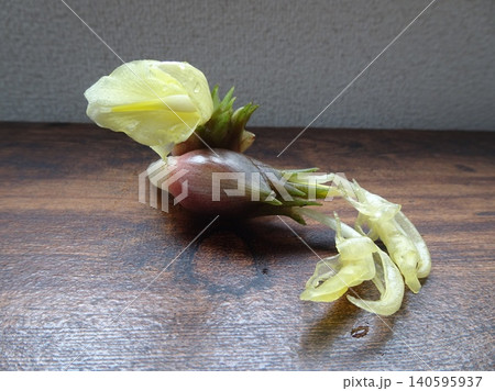 木目背景に置かれた、薄黄色い花が咲いた新鮮なミョウガの花蕾 木目背景に置かれた、薄黄色い花が咲いた新鮮なミョウガの花蕾 140595937