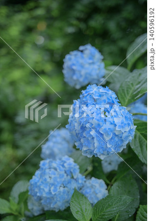 しっとりとした青い紫陽花 しっとりとした青い紫陽花 140596192
