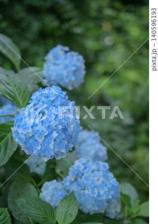 しっとりとした青い紫陽花 140596193