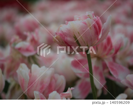 5月に鮮やかに咲いた美しいチューリップの花 140596209