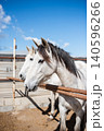 Two white horses standing in a paddock 140596266