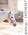 A white horse in a bridle, illuminated by the soft sunlight. 140596267