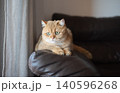 A cute red-haired cat with green eyes is sitting on the couch. 140596268